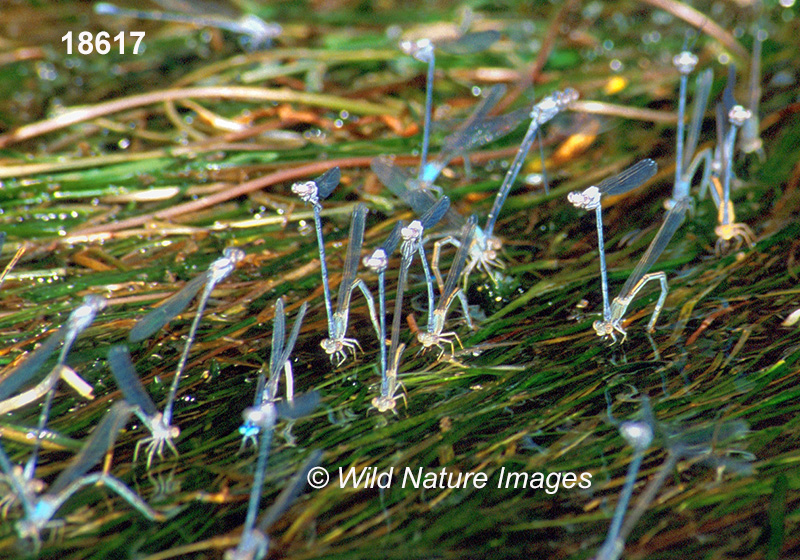 Powdered Dancer (Argia moesta)